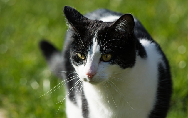 Black white cat grass serious free wallpaper - medium preview image