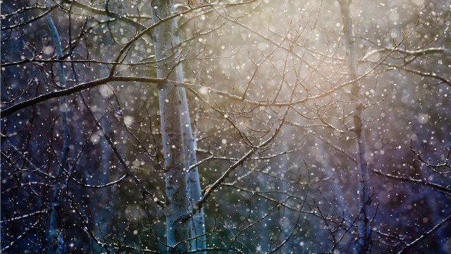 Snowy woods bird branch blurry free wallpaper - medium preview image