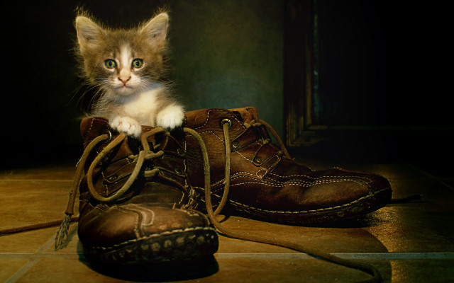 Kitten brown shoes tile floor free wallpaper - medium preview image