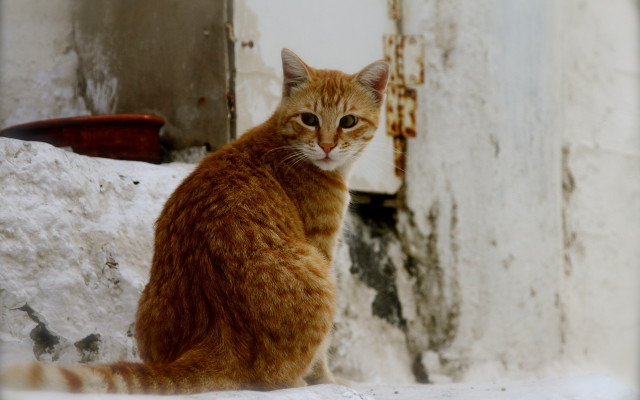 Cat ledge building door window free wallpaper - medium preview image