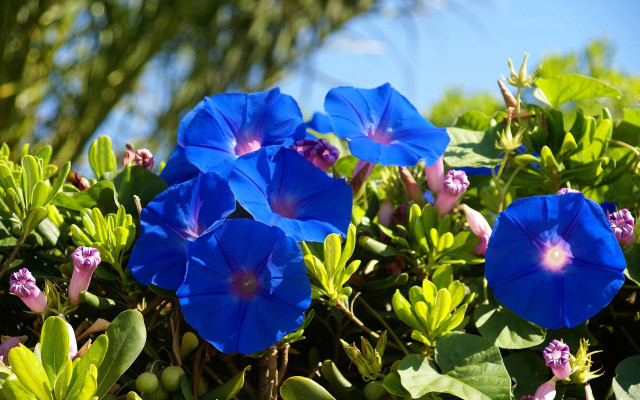 Blue flowers garden tree sky free wallpaper - medium preview image