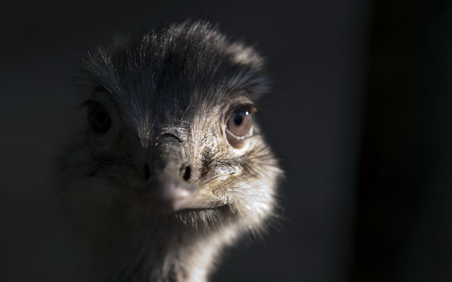 Ostrich portrait darkroom blackbackground shadow free wallpaper - medium preview image