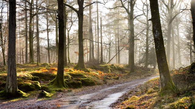 Dirt road forest path autumn free wallpaper - medium preview image