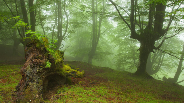 Tree stump fog bench forest free wallpaper - medium preview image