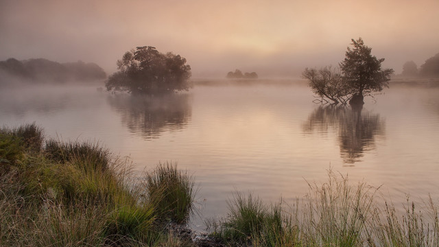 Lake fog trees bushes matte free wallpaper - medium preview image