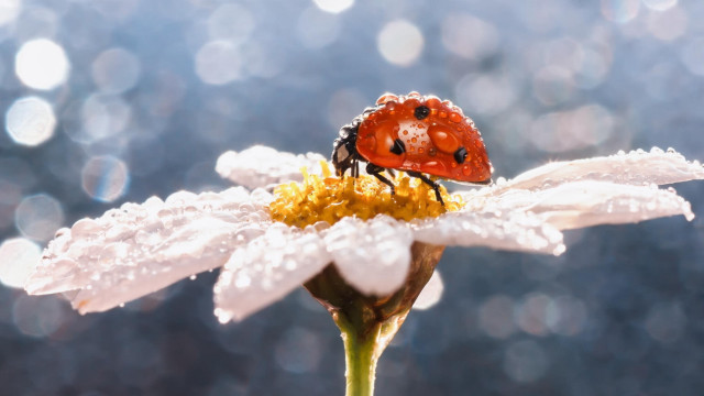 Ladybug whiteflower dewdrops macro bokeh free wallpaper - medium preview image