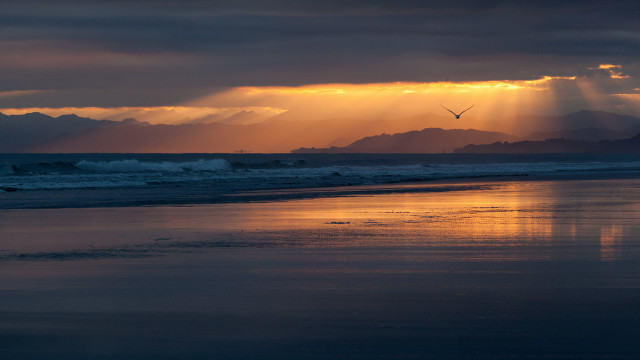 Bird beach sunset cresting rays free wallpaper - medium preview image
