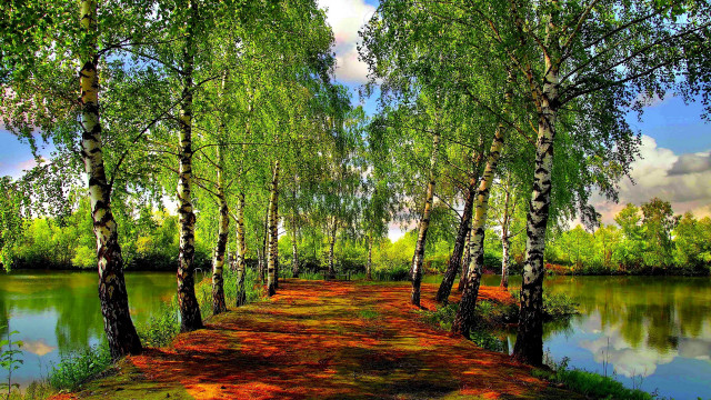 Forest path river bench sky free wallpaper - medium preview image