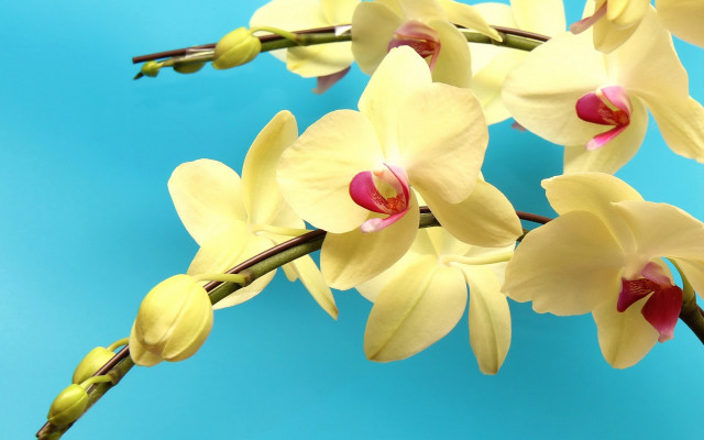 Yellow flowers blue background photorealism free wallpaper - medium preview image