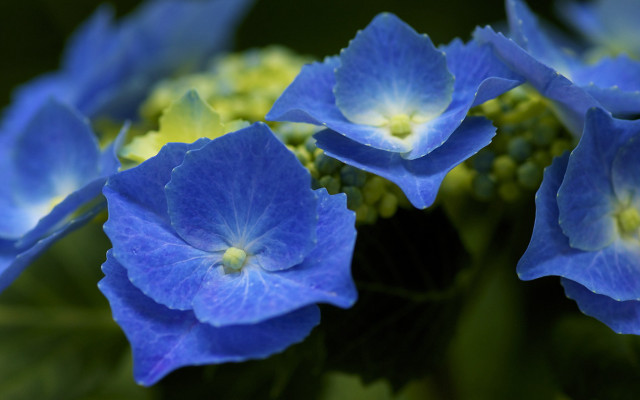 Blue flowers green leaves bokeh free wallpaper - medium preview image