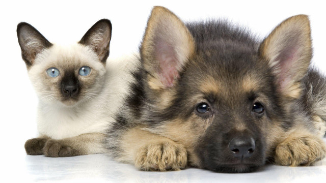Cat dog blueeyes animals portrait free wallpaper - medium preview image