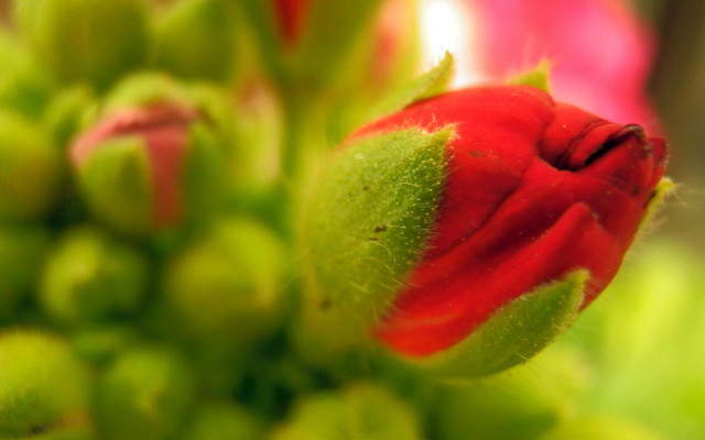 Red flower bud macro bokeh free wallpaper - medium preview image