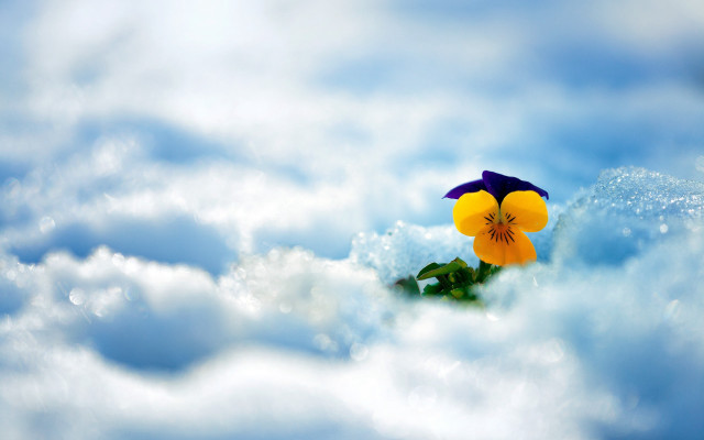 Flower clouds sky winter mountain free wallpaper - medium preview image