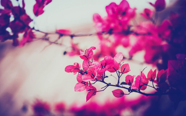 Branch pink flowers blue sky #2 free wallpaper - medium preview image