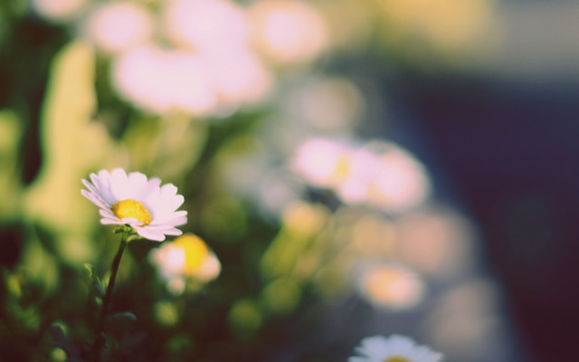Daisy lily flowers bokeh shallow free wallpaper - medium preview image