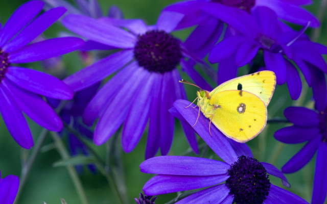 Yellow butterfly purple flower summer free wallpaper - medium preview image