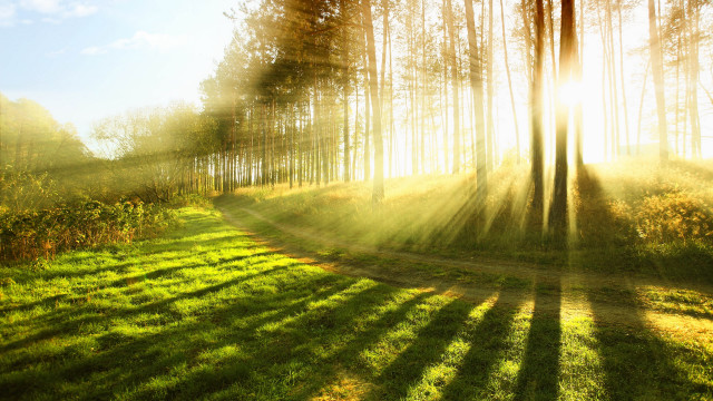 Sunlit forest path trees light free wallpaper - medium preview image