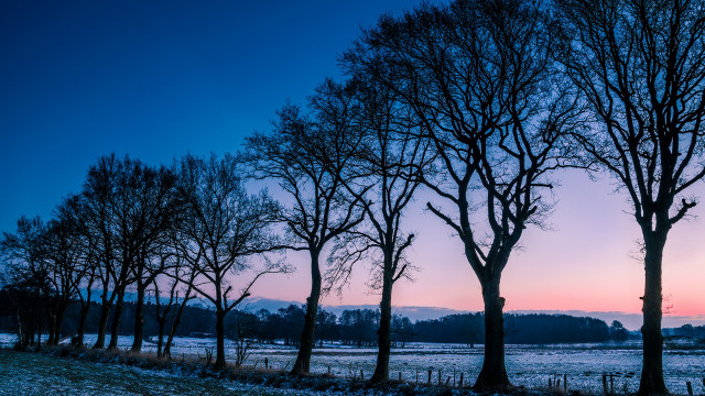 Snowy trees dusk pink sky free wallpaper - medium preview image