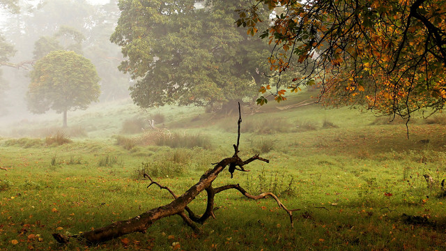 Fallen tree foggy field yellow free wallpaper - medium preview image