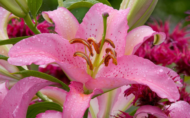 Pink flower water droplets green #4 free wallpaper - medium preview image