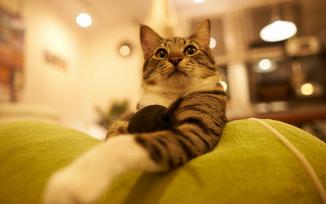Cat greencouch serious eye fisheye free wallpaper - medium preview image