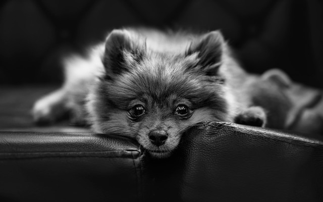 Small dog couch head cushion free wallpaper - medium preview image