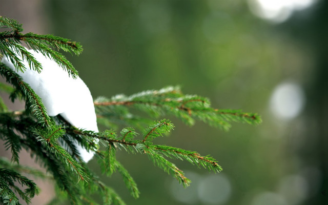 White bird green branch blurry #2 free wallpaper for desktop - medium preview image
