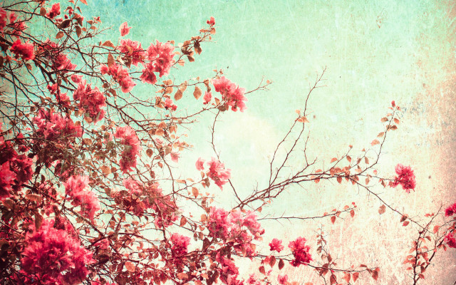 Pink flower tree blue sky free wallpaper - medium preview image
