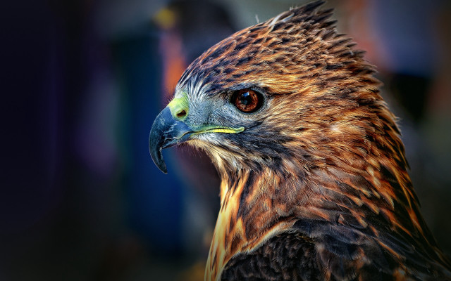 Bird prey closeup heterochromia depth free wallpaper - medium preview image