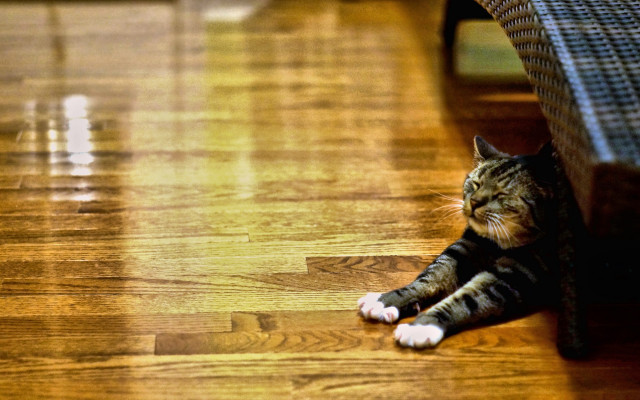 Cat laying floor wicker bench free wallpaper - medium preview image