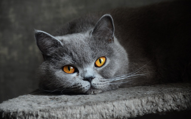 Gray cat yellow eyes sad free wallpaper - medium preview image