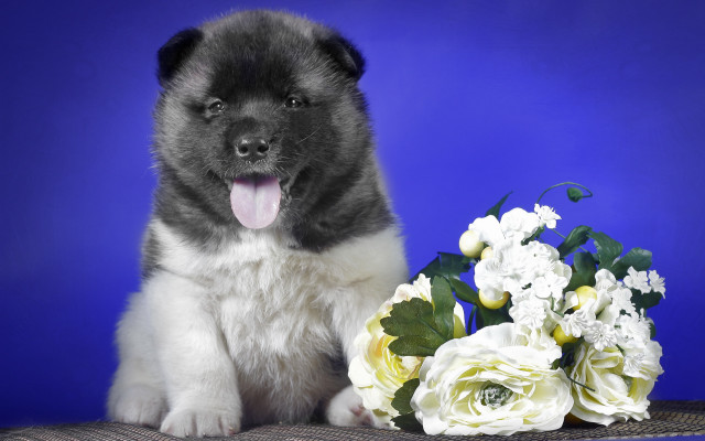 Puppy bouquet flowers blue background free wallpaper - medium preview image