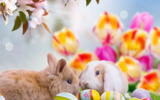 Rabbit easter flowers bokeh magical free wallpaper - medium preview image