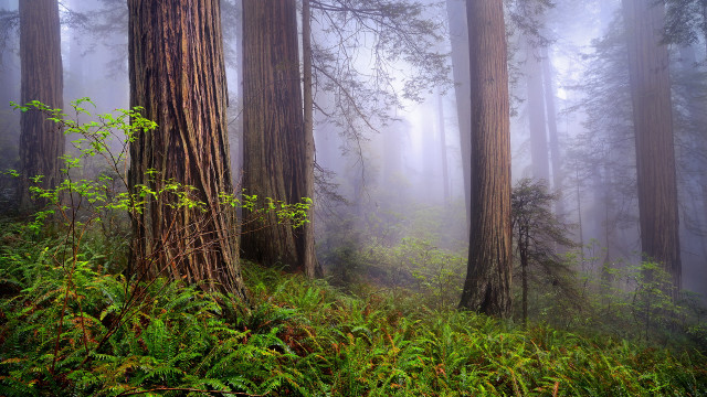 Foggy forest trees green nature free wallpaper - medium preview image