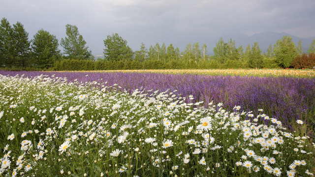 Flower field trees clouds summer free wallpaper - medium preview image