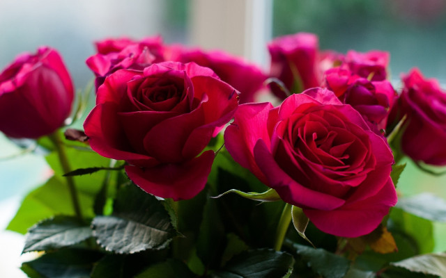 Red roses vase window green free wallpaper - medium preview image