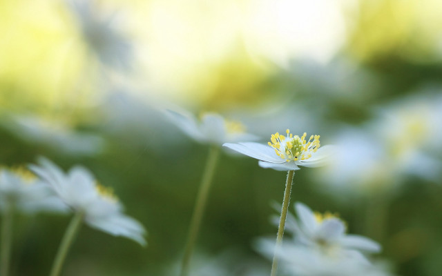 Flower bloom macro fairy wings free wallpaper - medium preview image