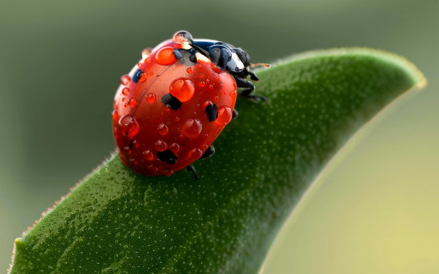Ladybug green leaf water droplets #12 free wallpaper - medium preview image