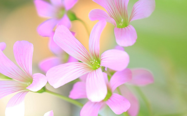 Pink flowers butterfly macro blurry free wallpaper - medium preview image