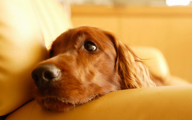 Dog couch resting head looking #2 free wallpaper - medium preview image