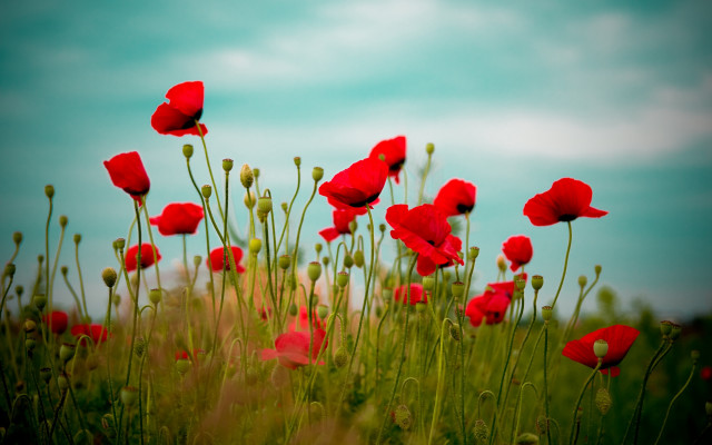 Red flowers sky clouds field free wallpaper - medium preview image