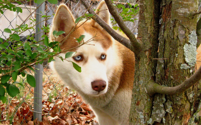 Dog blue eyes tree forest free wallpaper - medium preview image