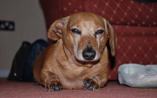 Brown dog sitting floor bag free wallpaper - medium preview image