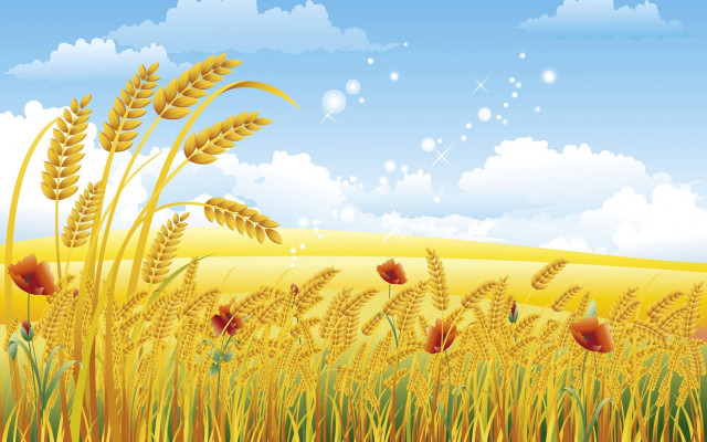 Golden wheatfield blue sky clouds free wallpaper - medium preview image
