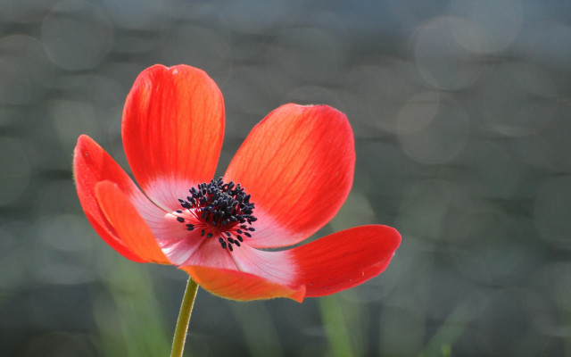 Red flower black center green #2 free wallpaper - medium preview image