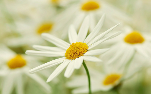 White flower yellow center macro #11 free wallpaper - medium preview image