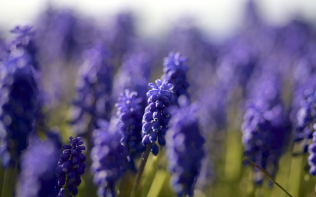 Purple flower field blurry sky free wallpaper - medium preview image