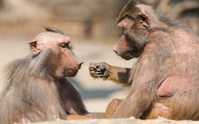 Monkeys sitting on sandy ground free wallpaper - medium preview image