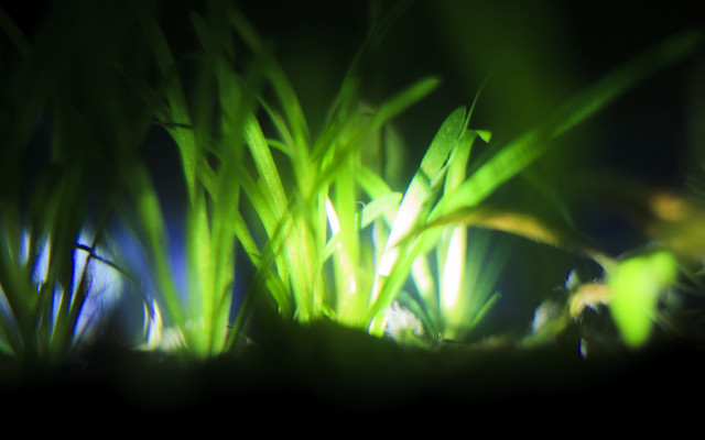 Bioluminescent bamboo leaf closeup macro free wallpaper - medium preview image