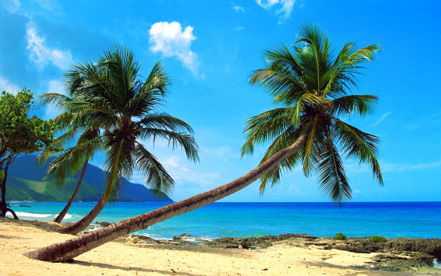 Palm trees beach ocean mountain free wallpaper - medium preview image